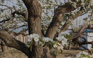 营口摄影纪实：百年老梨树，岁月沉淀中的繁花之约