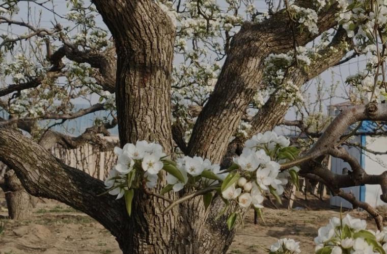 营口摄影纪实：百年老梨树，岁月沉淀中的繁花之约