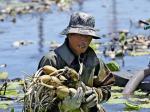 大石桥市高坎镇前中村莲藕种植业丰收在望