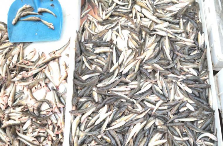 营口发现：捕捞幼海鲶鱼无异杀鸡取卵，防线失手