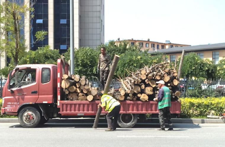 营口之窗跟踪报道：营口市街边枯树纷纷下岗退出
