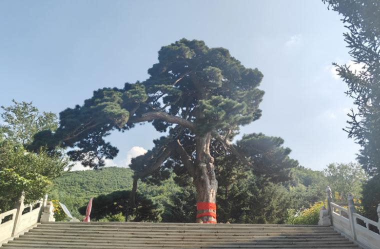 【营口原创文学】松树村中观古木，自然界里见精神