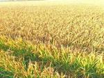 中国丰收节：营口稻海翻金浪