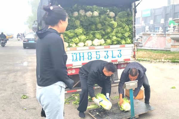营口博洛铺大白菜雾中上市 金秋菜市拉开序幕