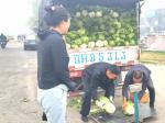 营口博洛铺大白菜雾中上市 金秋菜市拉开序幕